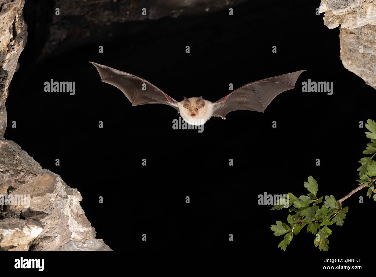 Chauve-souris à moindre fer à cheval (Rhinolophus hippoposideros) en vol, chauve-souris menacée d'extinction en Allemagne, Thuringe, Allemagne Banque D'Images