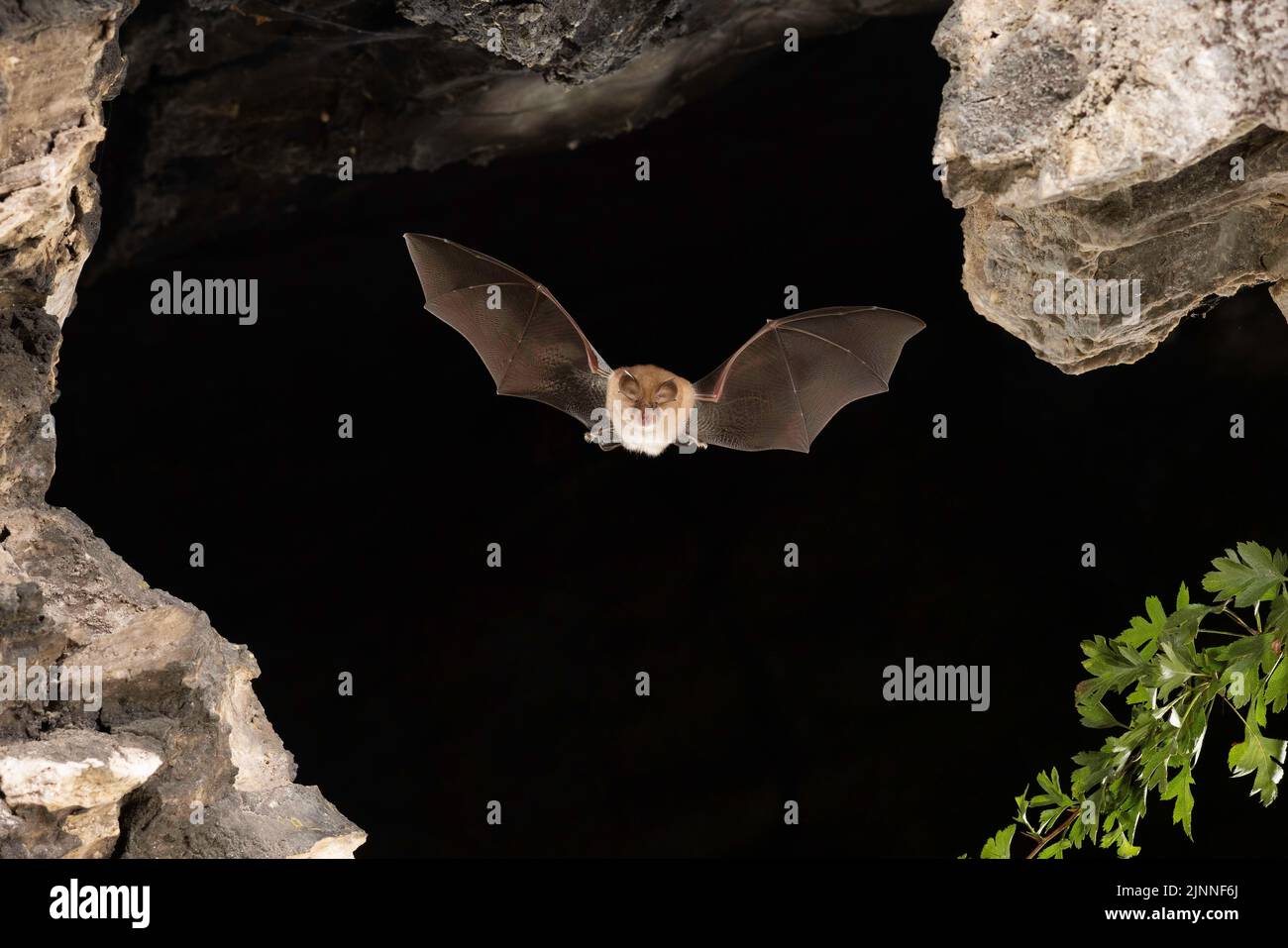 Chauve-souris à moindre fer à cheval (Rhinolophus hippoposideros) en vol, chauve-souris menacée d'extinction en Allemagne, Thuringe, Allemagne Banque D'Images