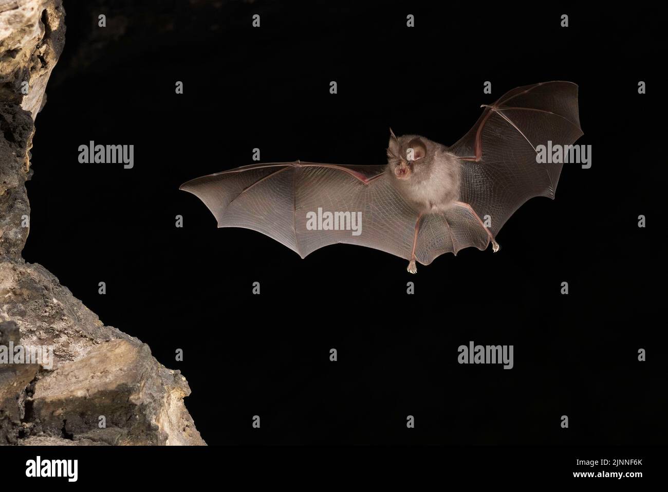 Petite chauve-souris en forme de fer à cheval (Rhinolophus hippoposideros), jeune en vol, chauve-souris menacée d'extinction en Allemagne, Thuringe, Allemagne Banque D'Images