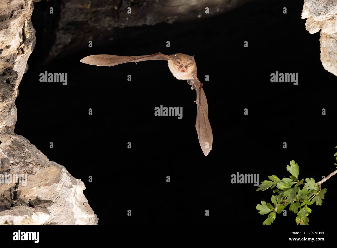 Chauve-souris à moindre fer à cheval (Rhinolophus hippoposideros) en vol, chauve-souris menacée d'extinction en Allemagne, Thuringe, Allemagne Banque D'Images