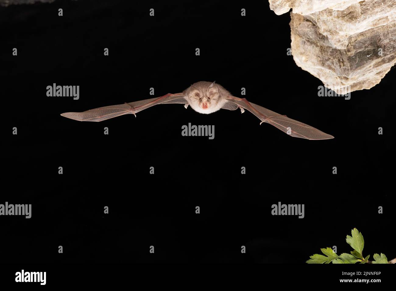 Chauve-souris à moindre fer à cheval (Rhinolophus hippoposideros) en vol, chauve-souris menacée d'extinction en Allemagne, Thuringe, Allemagne Banque D'Images