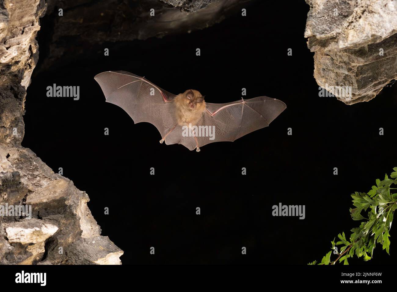 Chauve-souris à moindre fer à cheval (Rhinolophus hippoposideros) en vol, chauve-souris menacée d'extinction en Allemagne, Thuringe, Allemagne Banque D'Images