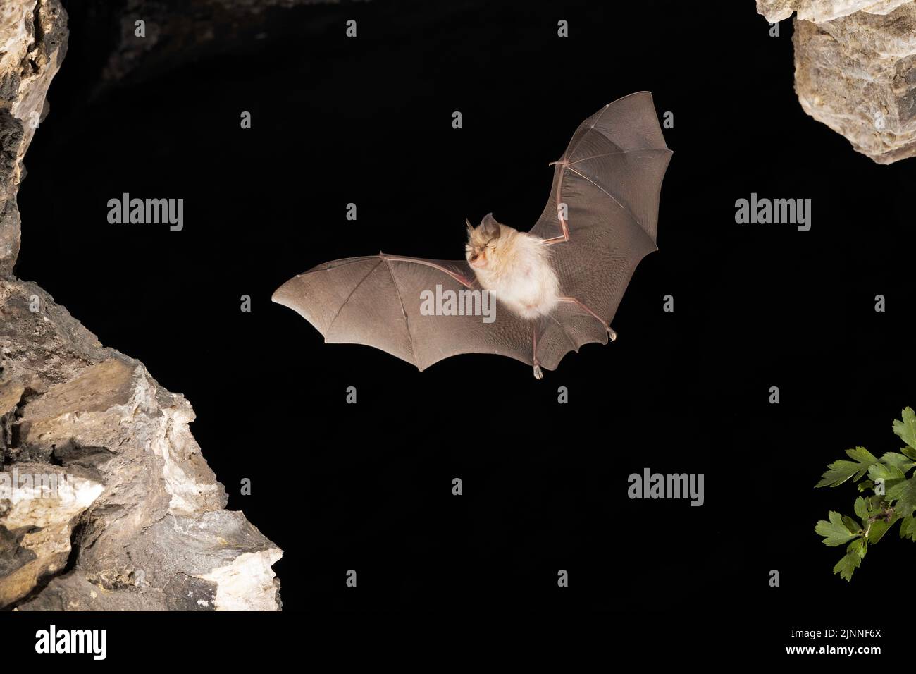 Chauve-souris à moindre fer à cheval (Rhinolophus hippoposideros) en vol, chauve-souris menacée d'extinction en Allemagne, Thuringe, Allemagne Banque D'Images