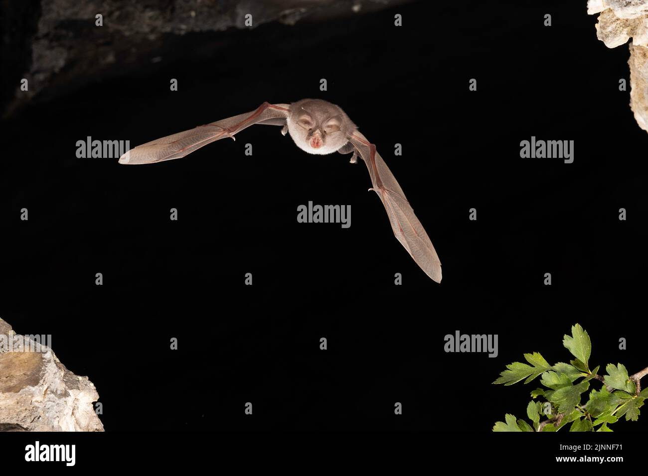 Chauve-souris à moindre fer à cheval (Rhinolophus hippoposideros) en vol, chauve-souris menacée d'extinction en Allemagne, Thuringe, Allemagne Banque D'Images