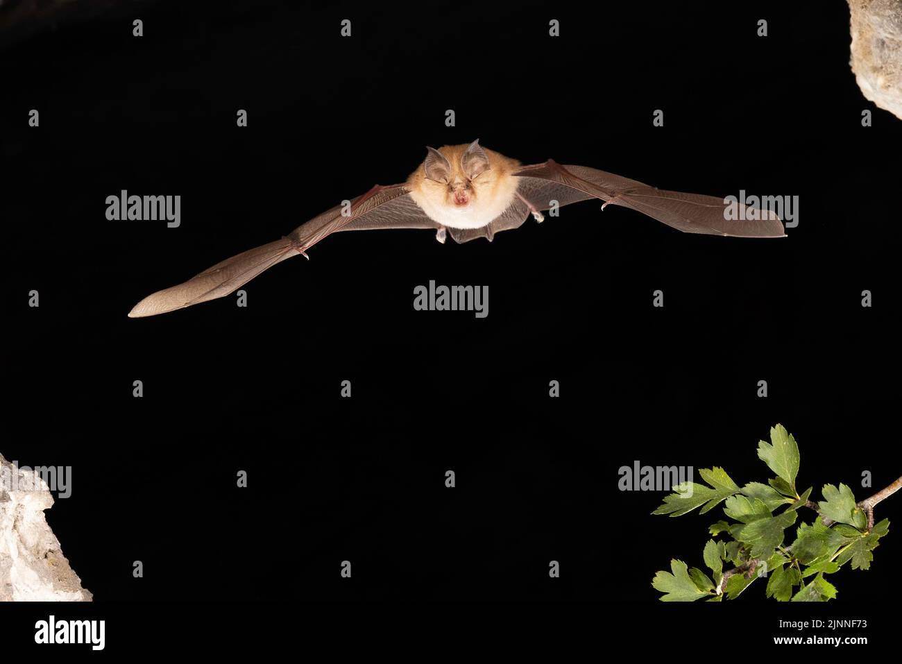 Chauve-souris à moindre fer à cheval (Rhinolophus hippoposideros) en vol, chauve-souris menacée d'extinction en Allemagne, Thuringe, Allemagne Banque D'Images