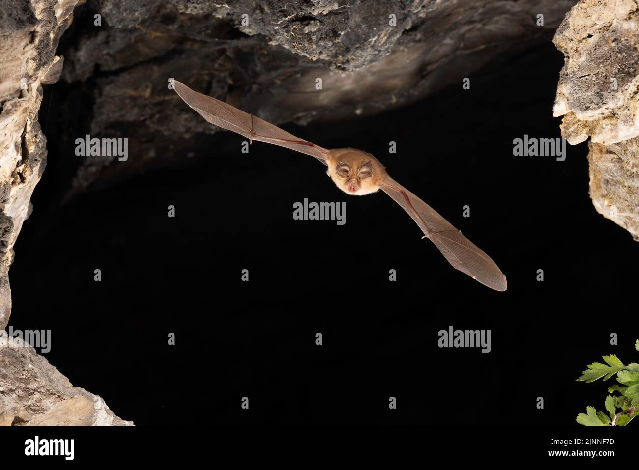 Chauve-souris à moindre fer à cheval (Rhinolophus hippoposideros) en vol, chauve-souris menacée d'extinction en Allemagne, Thuringe, Allemagne Banque D'Images