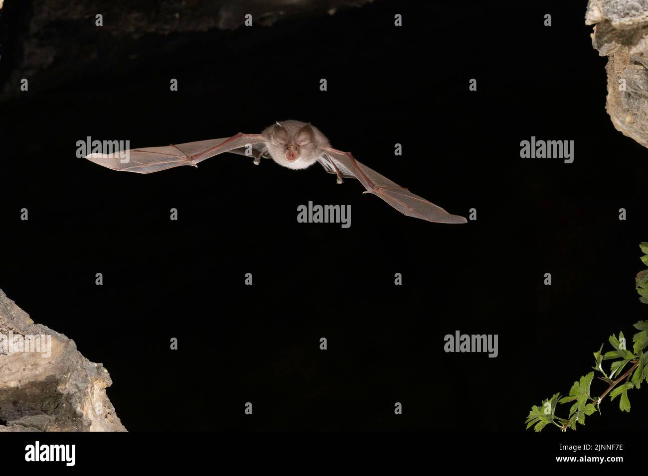 Chauve-souris à moindre fer à cheval (Rhinolophus hippoposideros) en vol, chauve-souris menacée d'extinction en Allemagne, Thuringe, Allemagne Banque D'Images