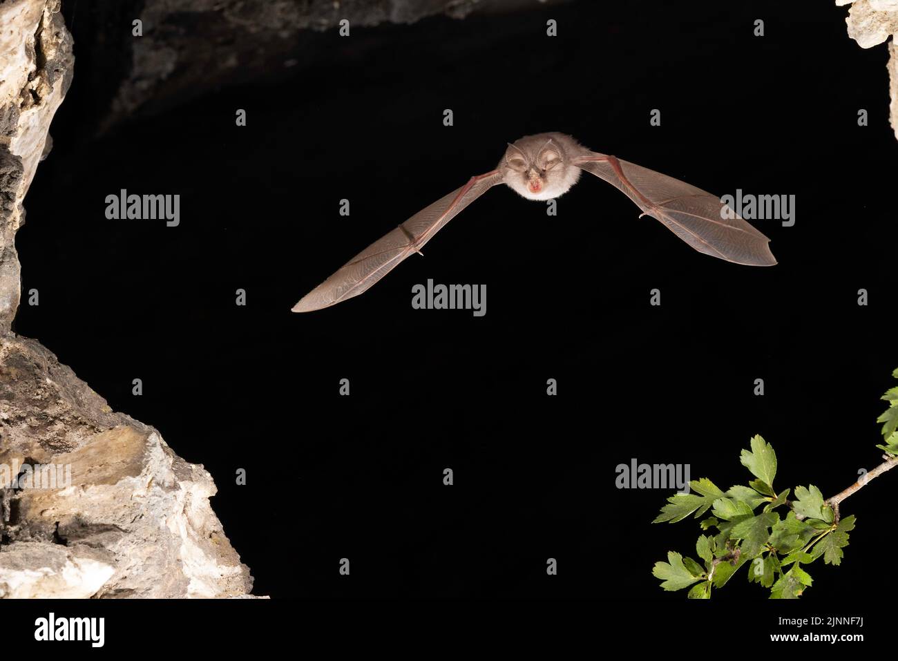 Chauve-souris à moindre fer à cheval (Rhinolophus hippoposideros) en vol, chauve-souris menacée d'extinction en Allemagne, Thuringe, Allemagne Banque D'Images