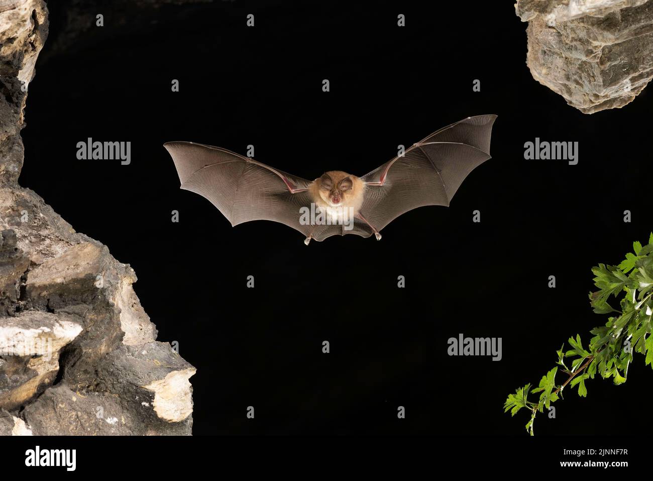 Chauve-souris à moindre fer à cheval (Rhinolophus hippoposideros) en vol, chauve-souris menacée d'extinction en Allemagne, Thuringe, Allemagne Banque D'Images