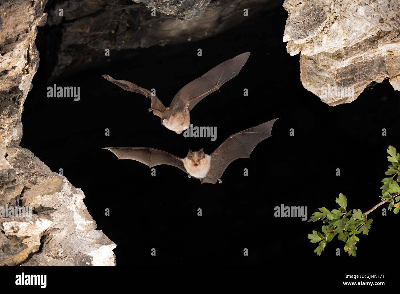Chauve-souris à moindre fer à cheval (Rhinolophus hippoposideros) en vol, chauve-souris menacée d'extinction en Allemagne, Thuringe, Allemagne Banque D'Images