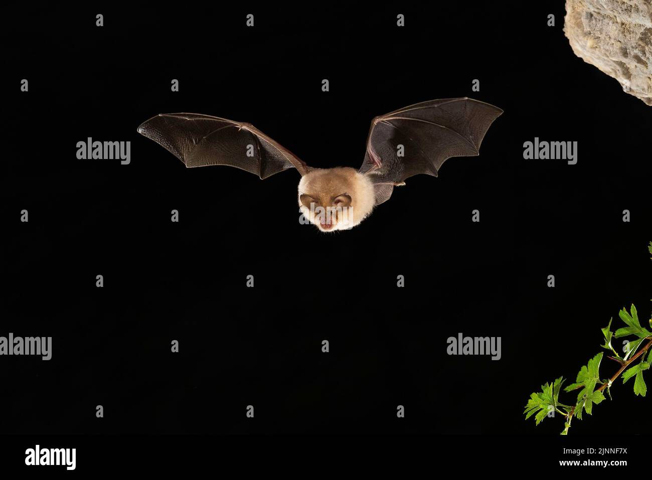 Chauve-souris à moindre fer à cheval (Rhinolophus hippoposideros) en vol, chauve-souris menacée d'extinction en Allemagne, Thuringe, Allemagne Banque D'Images