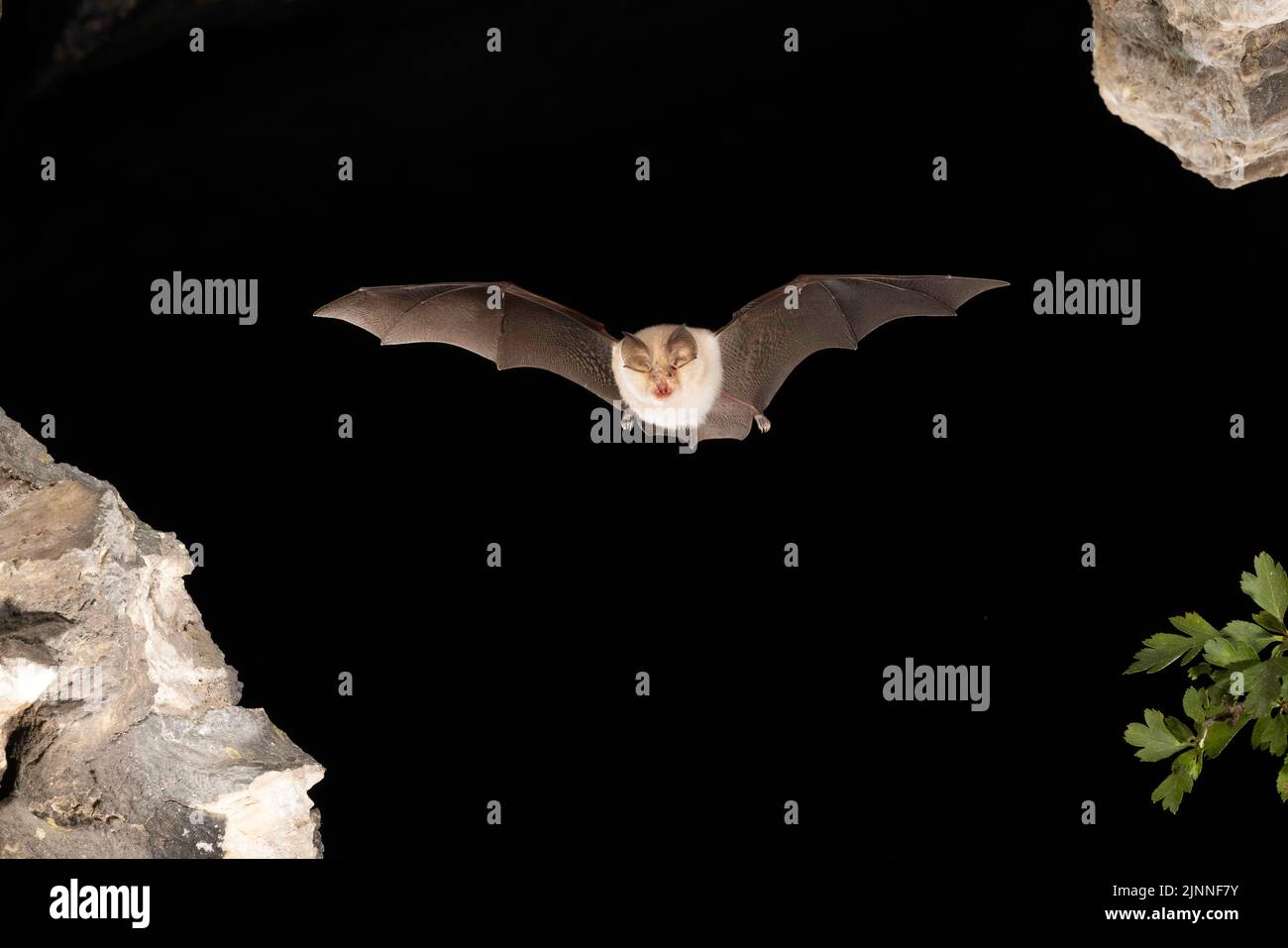 Chauve-souris à moindre fer à cheval (Rhinolophus hippoposideros) en vol, chauve-souris menacée d'extinction en Allemagne, Thuringe, Allemagne Banque D'Images