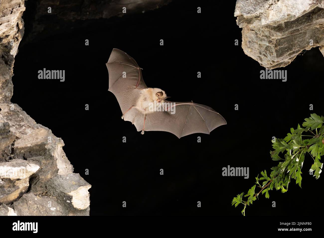 Chauve-souris à moindre fer à cheval (Rhinolophus hippoposideros) en vol, chauve-souris menacée d'extinction en Allemagne, Thuringe, Allemagne Banque D'Images