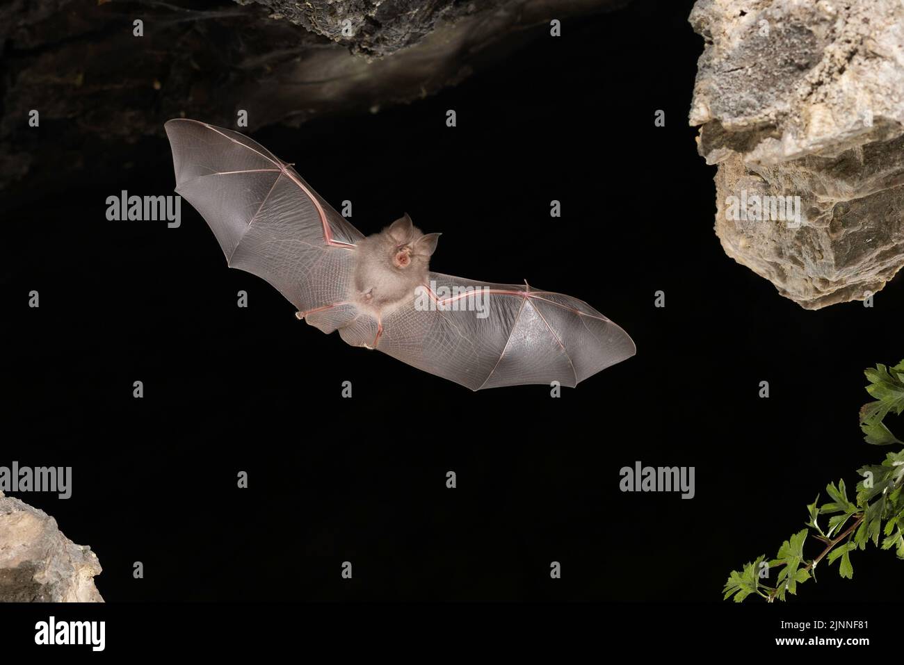 Petite chauve-souris en forme de fer à cheval (Rhinolophus hippoposideros), jeune en vol, chauve-souris menacée d'extinction en Allemagne, Thuringe, Allemagne Banque D'Images