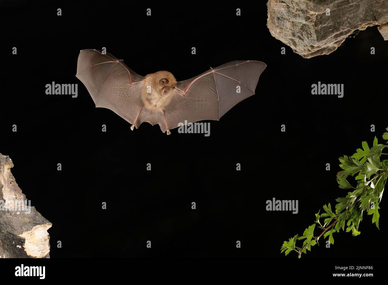 Chauve-souris à moindre fer à cheval (Rhinolophus hippoposideros) en vol, chauve-souris menacée d'extinction en Allemagne, Thuringe, Allemagne Banque D'Images