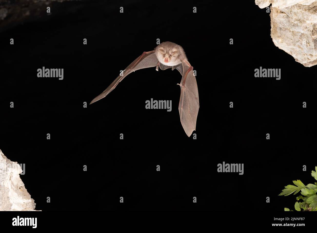 Chauve-souris à moindre fer à cheval (Rhinolophus hippoposideros) en vol, chauve-souris menacée d'extinction en Allemagne, Thuringe, Allemagne Banque D'Images