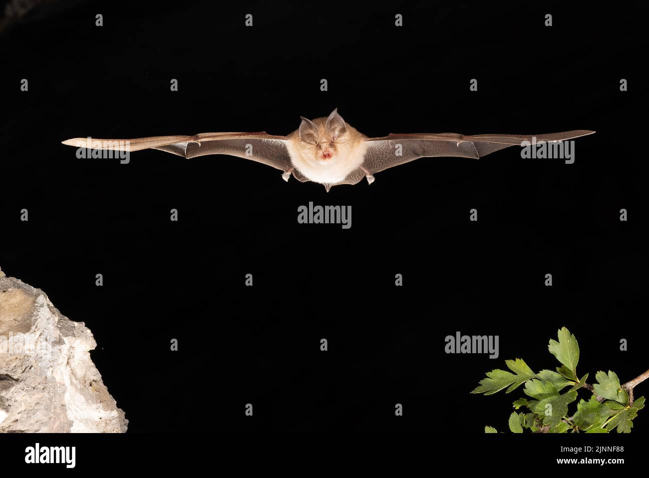 Chauve-souris à moindre fer à cheval (Rhinolophus hippoposideros) en vol, chauve-souris menacée d'extinction en Allemagne, Thuringe, Allemagne Banque D'Images