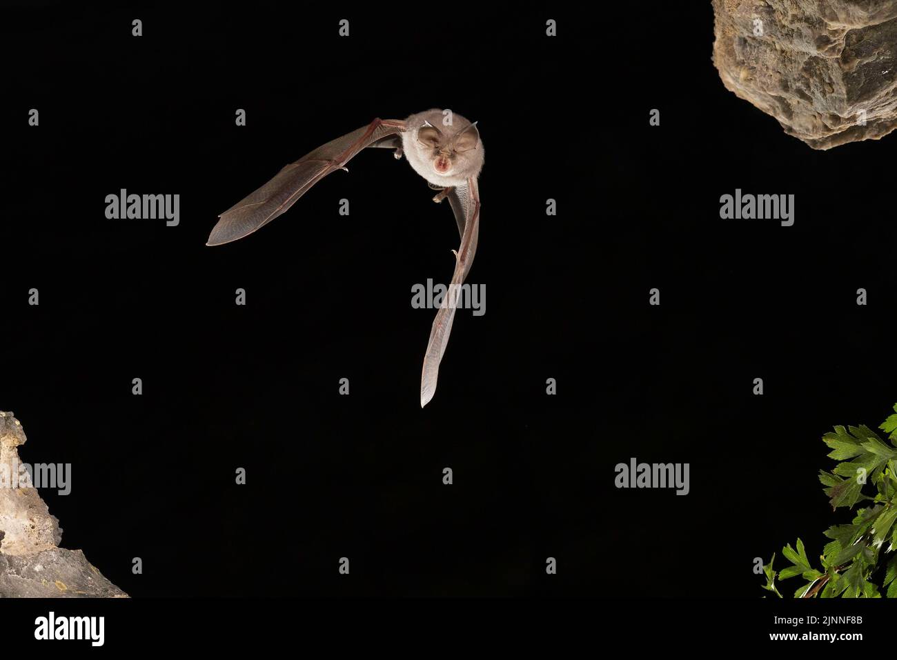 Petite chauve-souris en forme de fer à cheval (Rhinolophus hippoposideros), jeune en vol, chauve-souris menacée d'extinction en Allemagne, Thuringe, Allemagne Banque D'Images