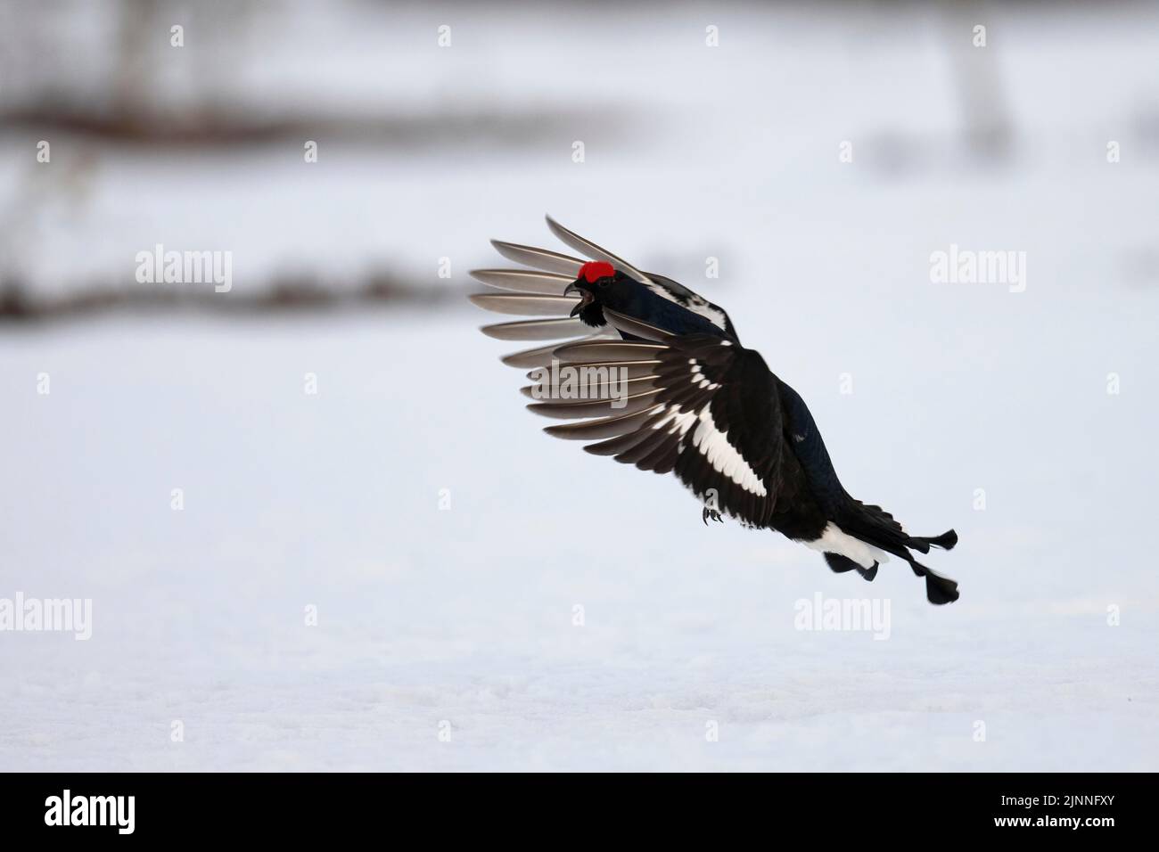 Mésse noire, parc national de Hamra, Dalarna, Suède Banque D'Images