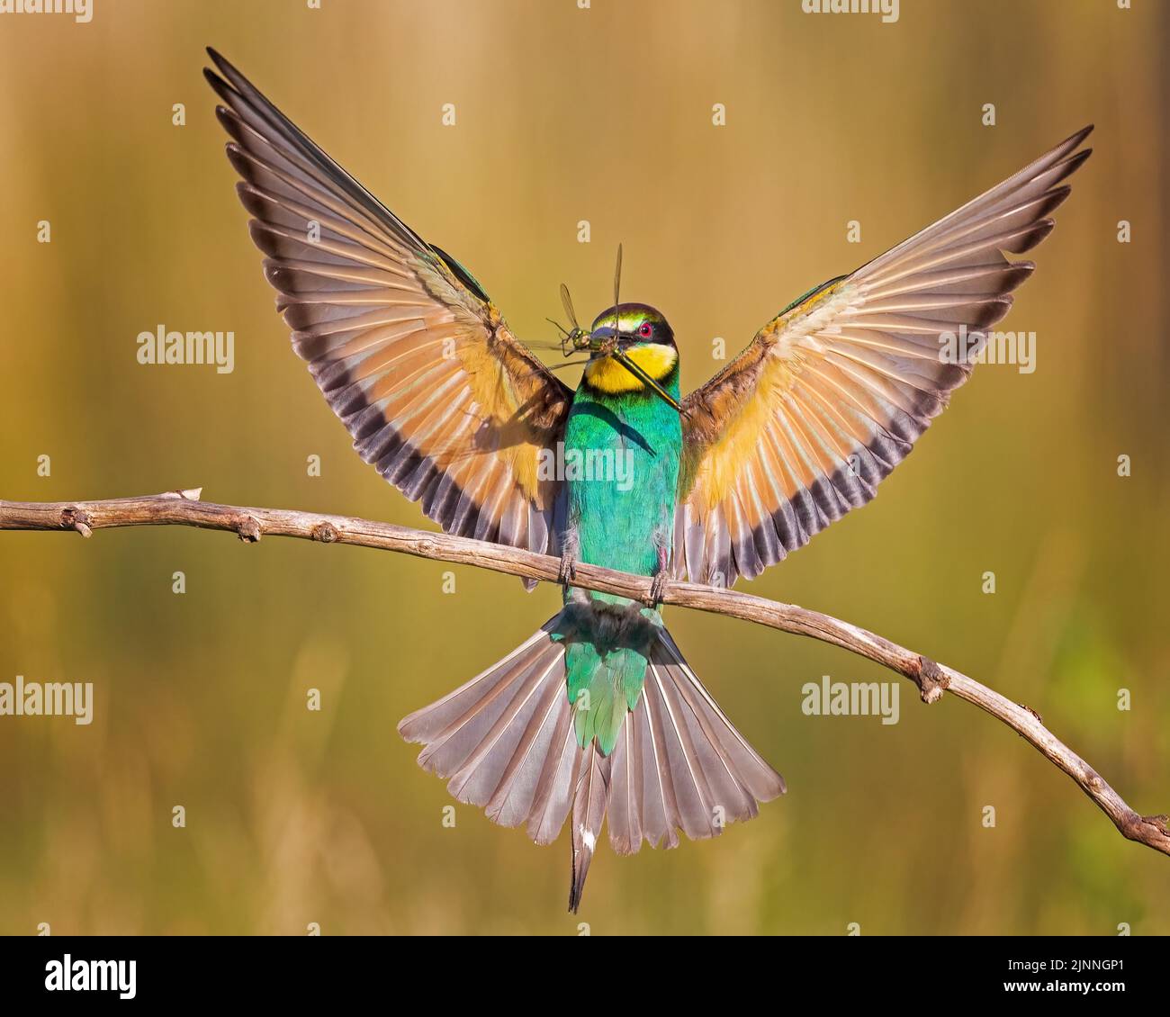 Apiculteur européen (Merops apiaster) avec grande libellule comme proie et nourriture, chasse de la perche, atterrissage, coucher de soleil, Saxe-Anhalt, Allemagne Banque D'Images