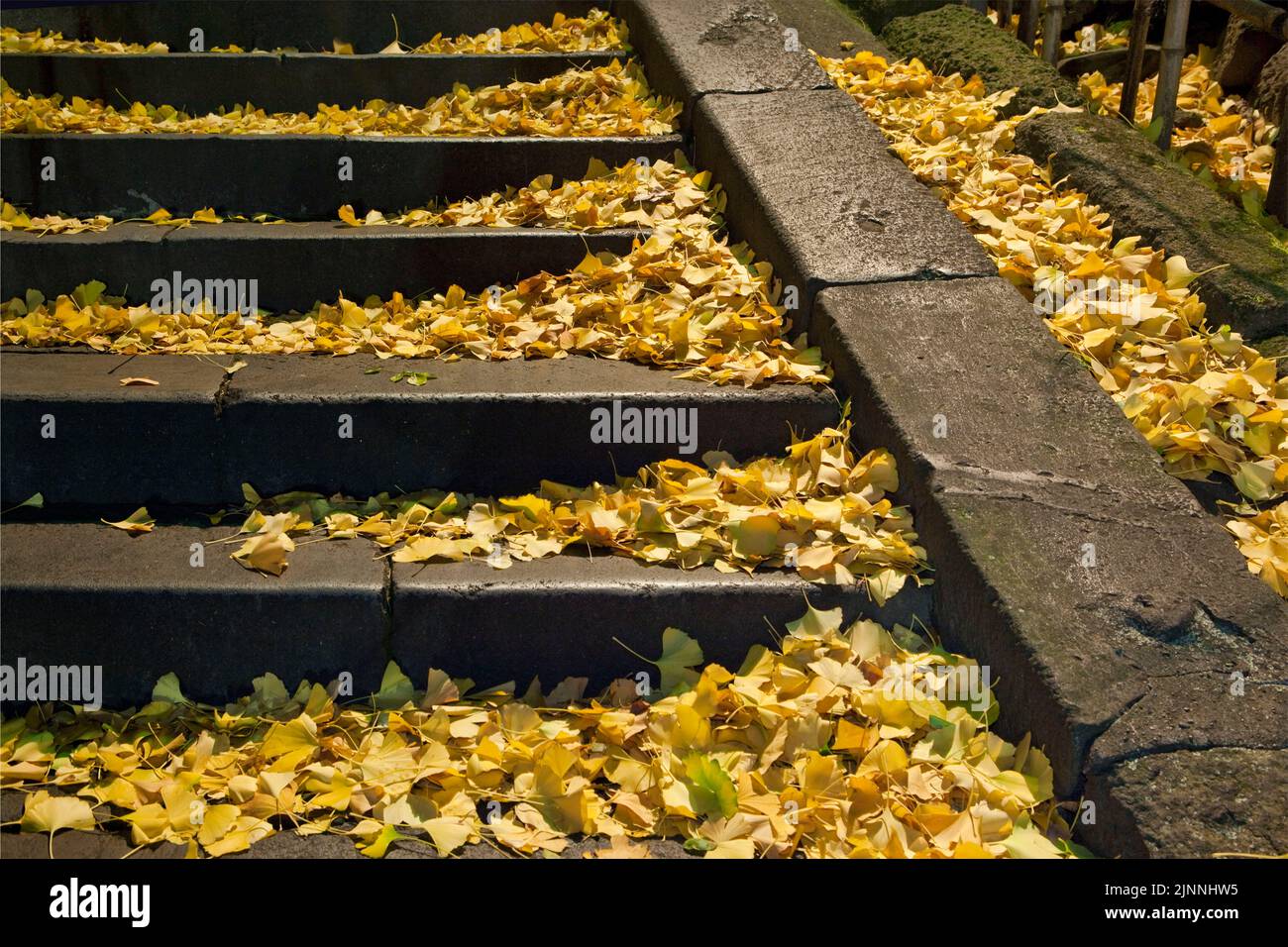 Yushima Shrine Night Street Ginko Leaves Autumn Tokyo Japon Banque D'Images
