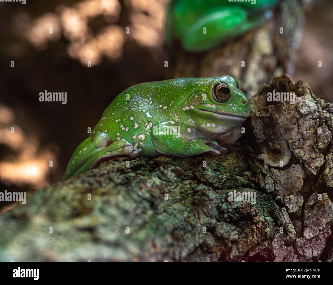 Grenouille d'arbre vert australien, Hyla cinerea, perchée sur une branche, sur un fond vert doux. Banque D'Images