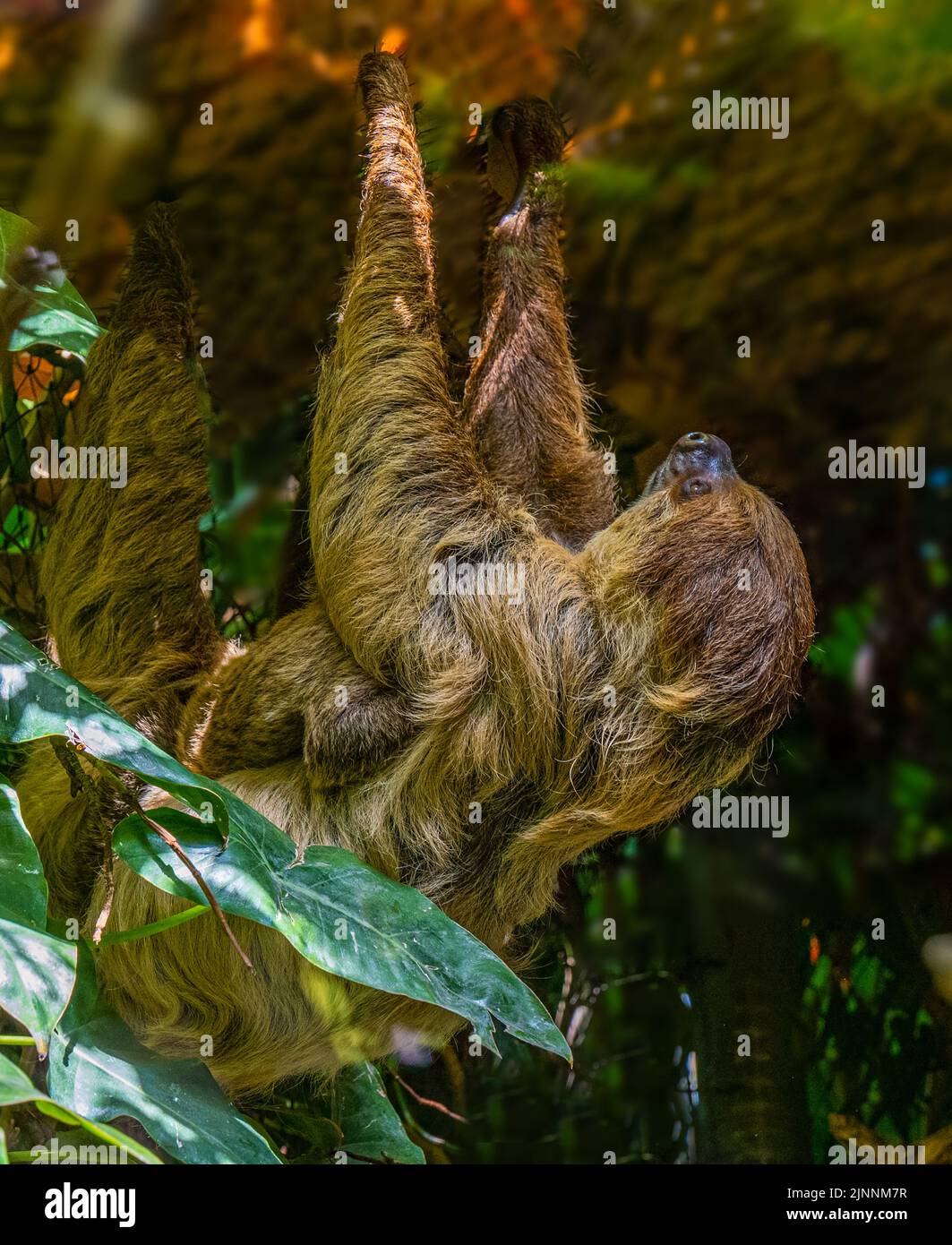 Sloth à deux doigts. La mère et le cub pendent d'une branche. Banque D'Images