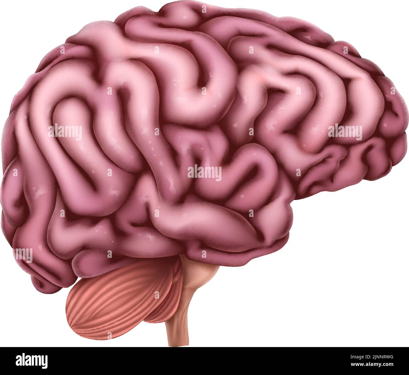 Anatomie du cerveau humain Illustration médicale Illustration de Vecteur