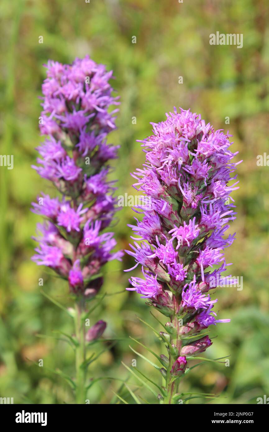 Blazing Star Liatris spicata Banque D'Images