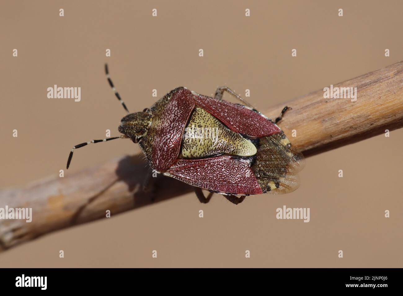 Insecte de protection des cheveux alias sloe Bug Dolycoris baccarum Banque D'Images