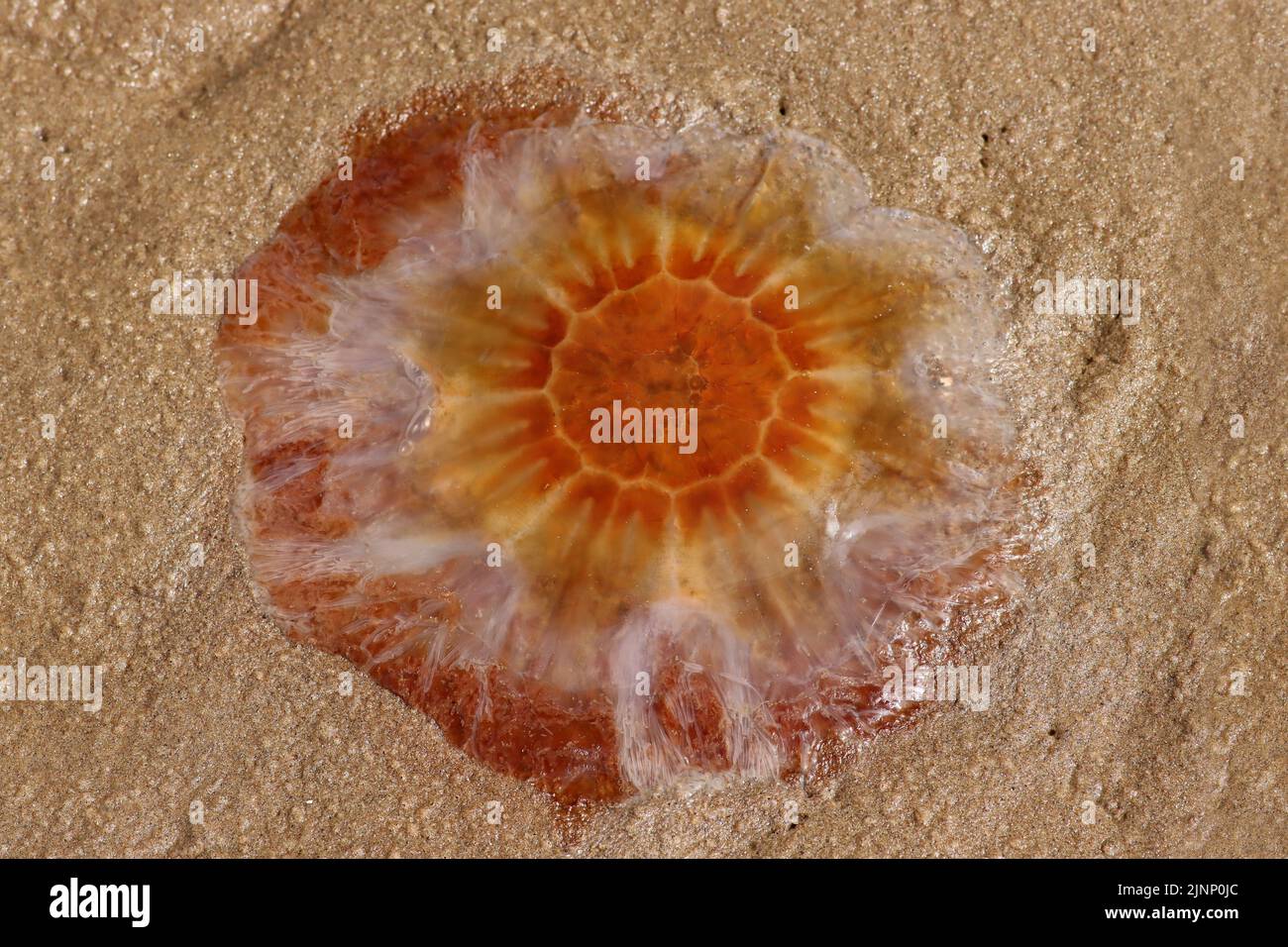 Cyanea capillata, méduse de la Mane du lion Banque D'Images