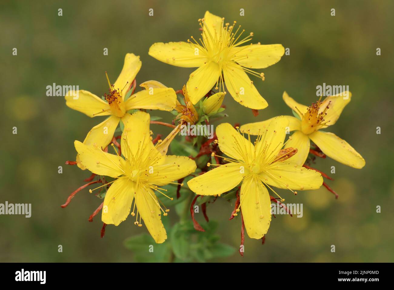 Perforer St John's-Millepertuis Hypericum perforatum Banque D'Images