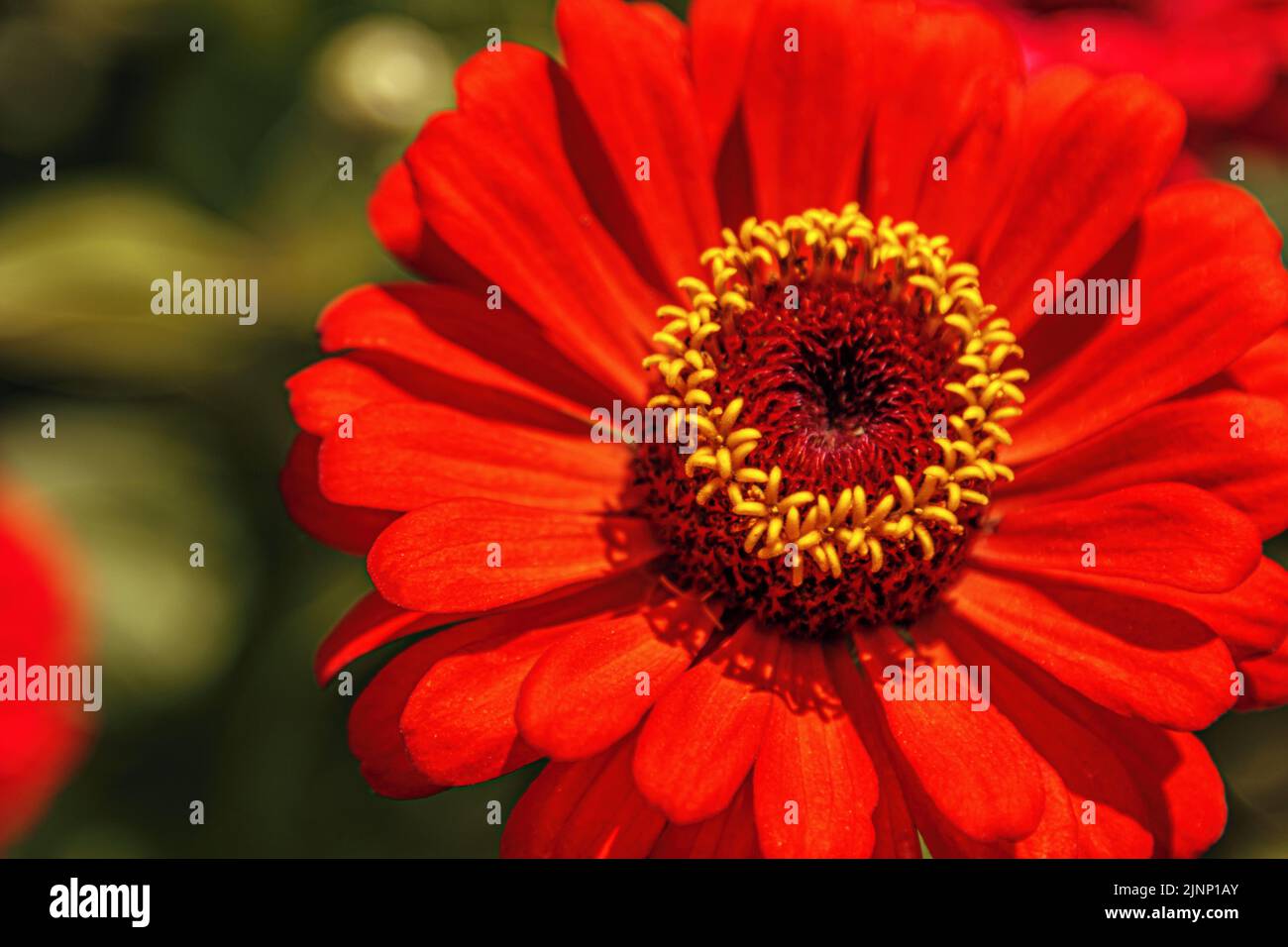 Fleur de zinnia rouge sur fond de bokeh. Macro de gros plan Banque D'Images