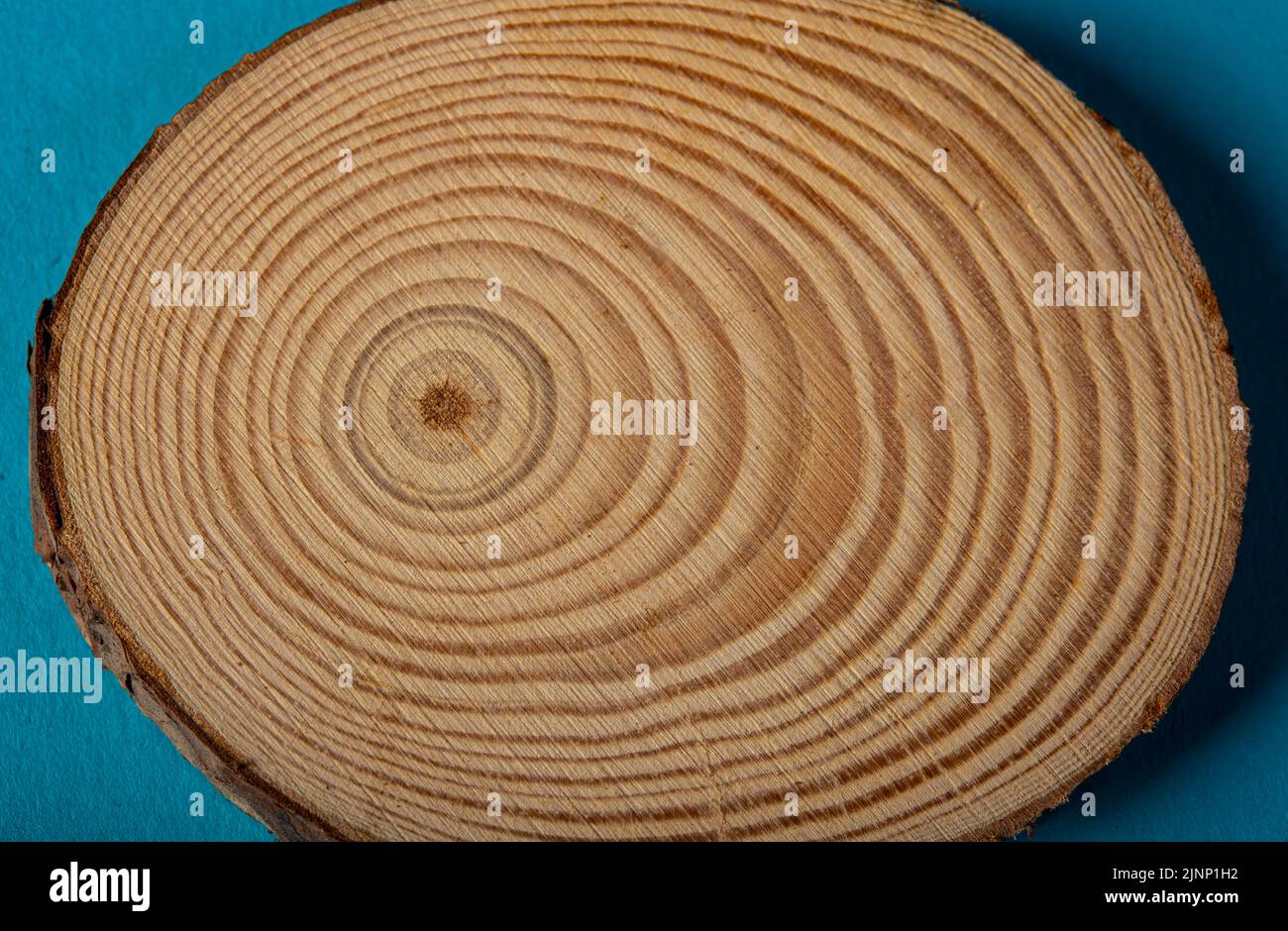Vue grossière texture organique des anneaux d'arbre avec gros plan du grain d'extrémité. Banque D'Images