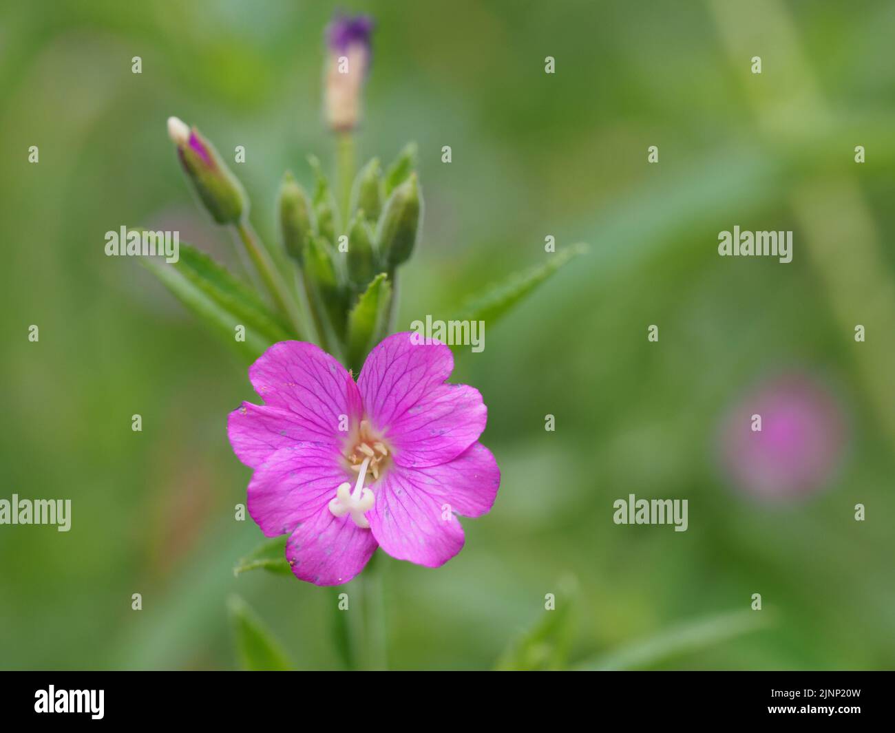 Blumenwiese Blüte eines Weideröschens Banque D'Images
