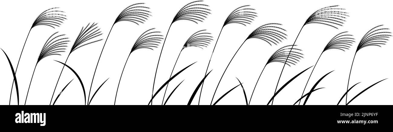 Illustration de plantes d'automne, herbe argentée, silhouette noire et blanche. Illustration de Vecteur