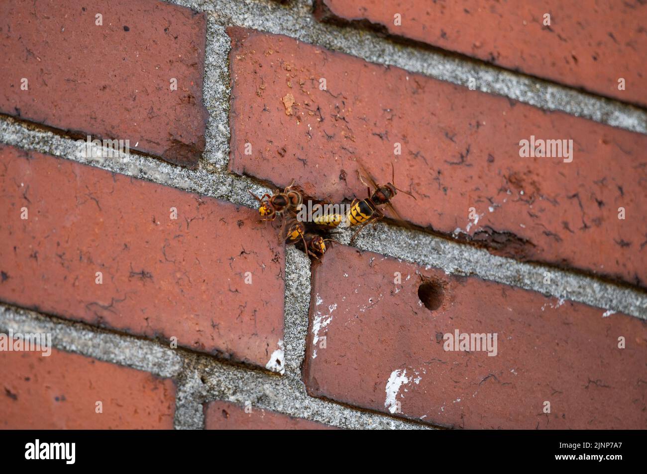 Activité intense à l'entrée d'un nid hornet dans une maçonnerie avec garde hornet et ventilation (Vespa crabro) Banque D'Images