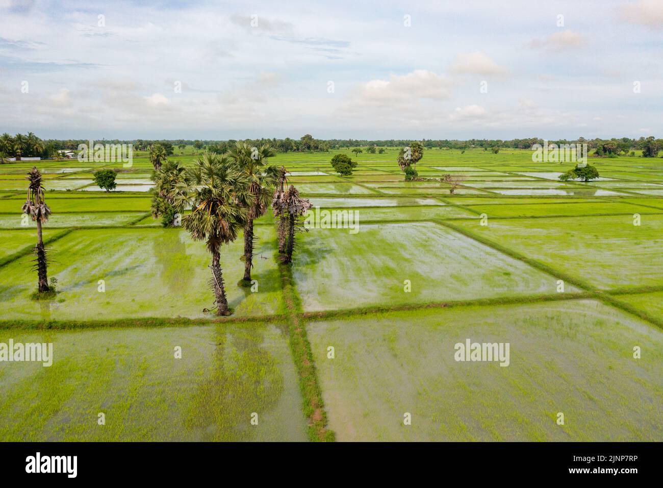 Les champs de riz vert des agriculteurs de la zone rurale du Sri Lanka. Banque D'Images