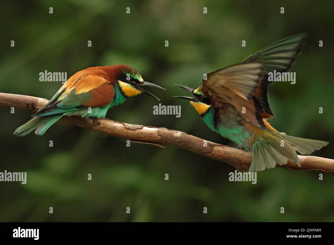 Les apiculteurs européens (Merops apiaster) interagissent sur l'endroit où l'on peut s'asseoir ; ce sont des oiseaux très sociaux colorés. Banque D'Images