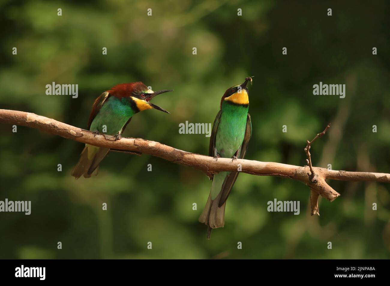 Les apiculteurs européens (Merops apiaster) interagissent sur l'endroit où l'on peut s'asseoir ; ce sont des oiseaux très sociaux colorés. Banque D'Images