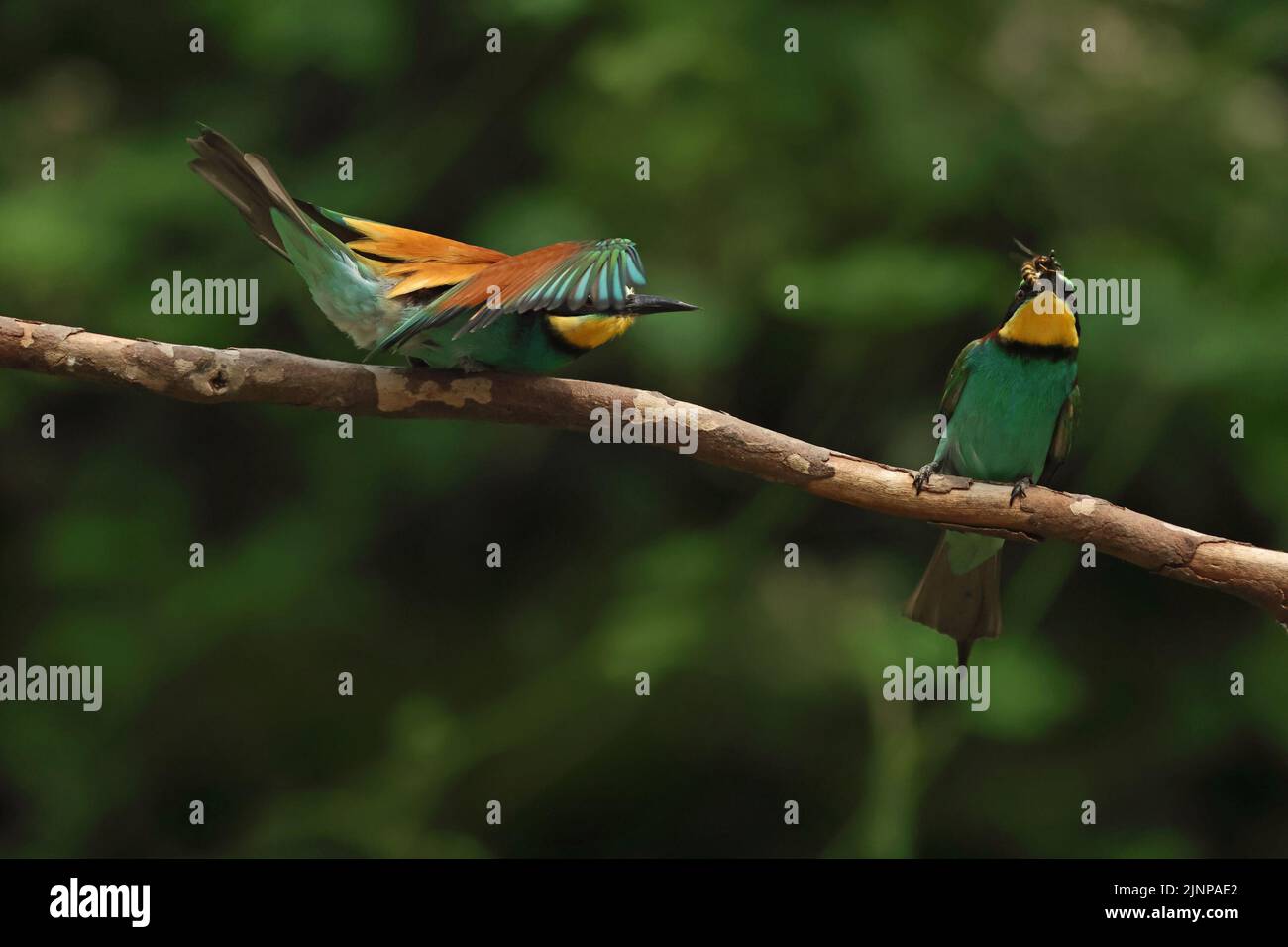 Les apiculteurs européens (Merops apiaster) interagissent sur l'endroit où l'on peut s'asseoir ; ce sont des oiseaux très sociaux colorés. Banque D'Images