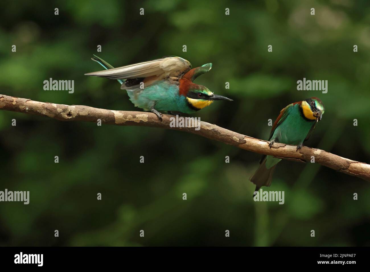 Les apiculteurs européens (Merops apiaster) interagissent sur l'endroit où l'on peut s'asseoir ; ce sont des oiseaux très sociaux colorés. Banque D'Images