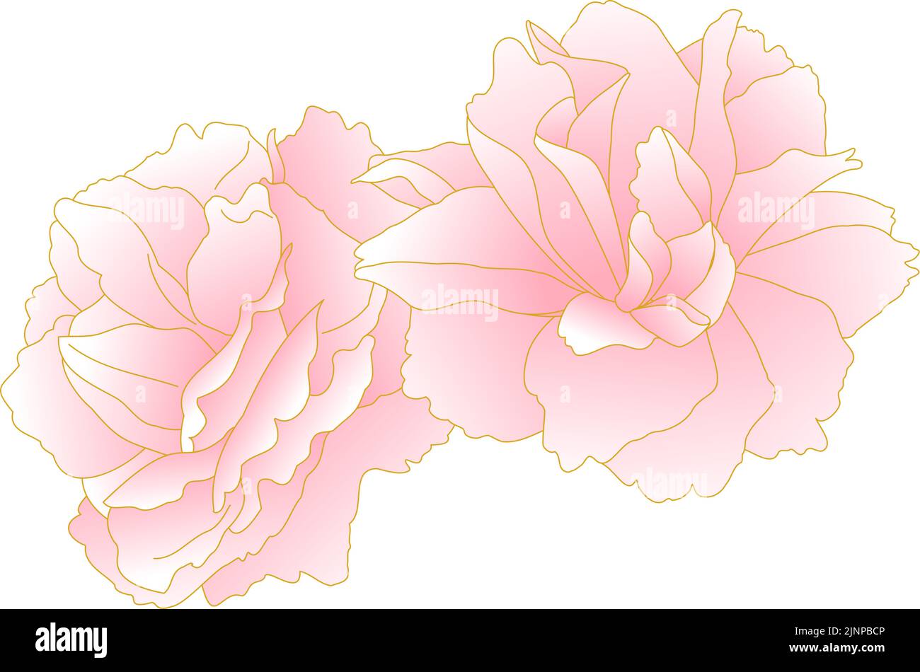 Fleurs et plantes de printemps, amas de cerisier à double fleur à gradient rose (cerisier de pivoine). Illustration de Vecteur