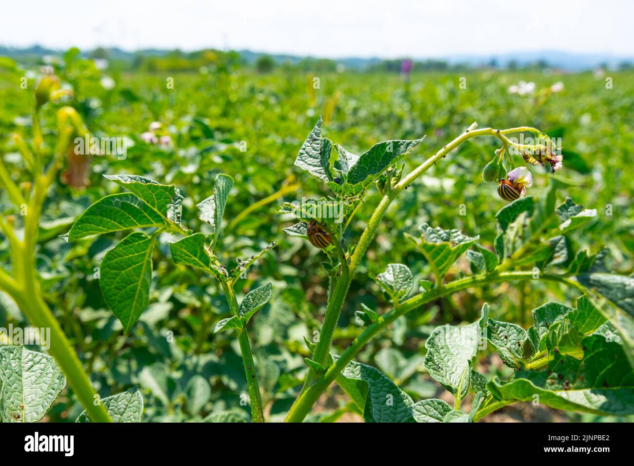 Plusieurs coléoptères de la pomme de terre du Colorado.insectes de la pomme de terre sur le feuillage de la pomme de terre dans la nature Banque D'Images