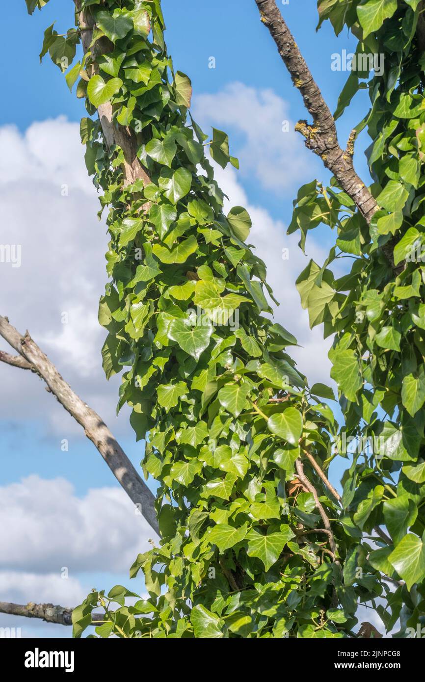 Ensemble de tronc d'arbre couvert Ivy contre le ciel bleu d'été. Concept de plantes grimpantes, métaphore étouffante, étouffée. Ivy précédemment utilisé dans les remèdes médicinaux. Banque D'Images