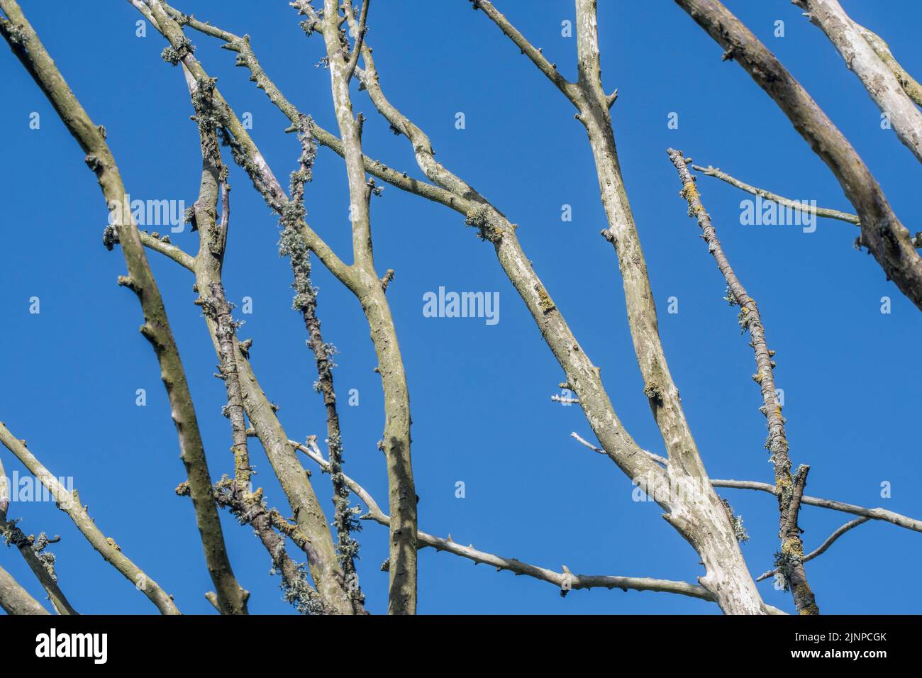 Des branches importantes mais petites mortes d'un arbre (non identifiées) sous le soleil d'été se sont fixées contre le ciel bleu d'été. Pour le changement climatique, la mort des plantes, etc Banque D'Images