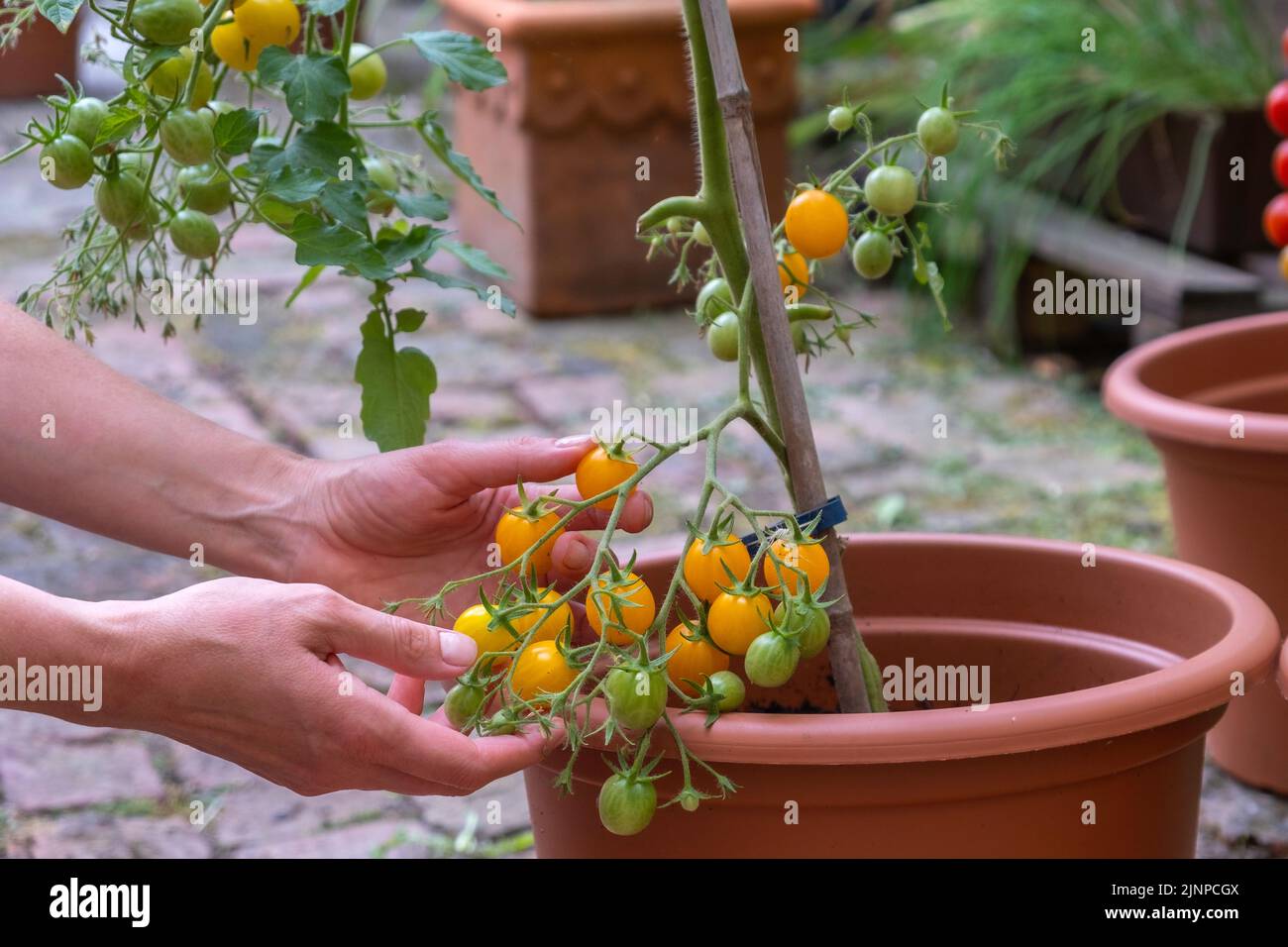 Récolte de tomates jaunes. Jardin Banque D'Images