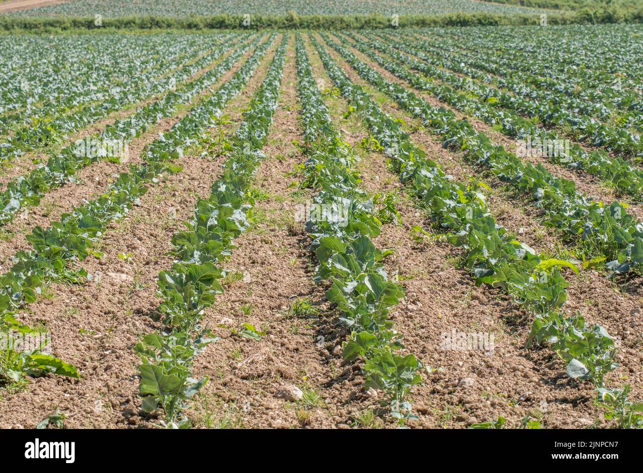 Brassica culture en champ - peut être le chou ou le navet. Pour les cultures de racines, la culture de légumes commerciaux au Royaume-Uni, la culture de terres arables au Royaume-Uni, la famille des choux. Banque D'Images