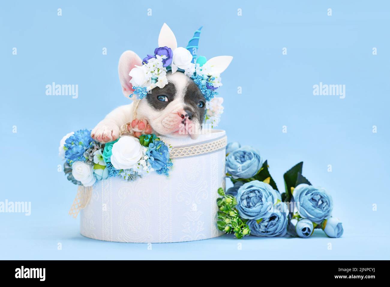 Chien Bulldog français à pied bleu chiot avec serre-tête unicorn avec corne pivotée hors de la boîte avec fleurs sur fond bleu Banque D'Images