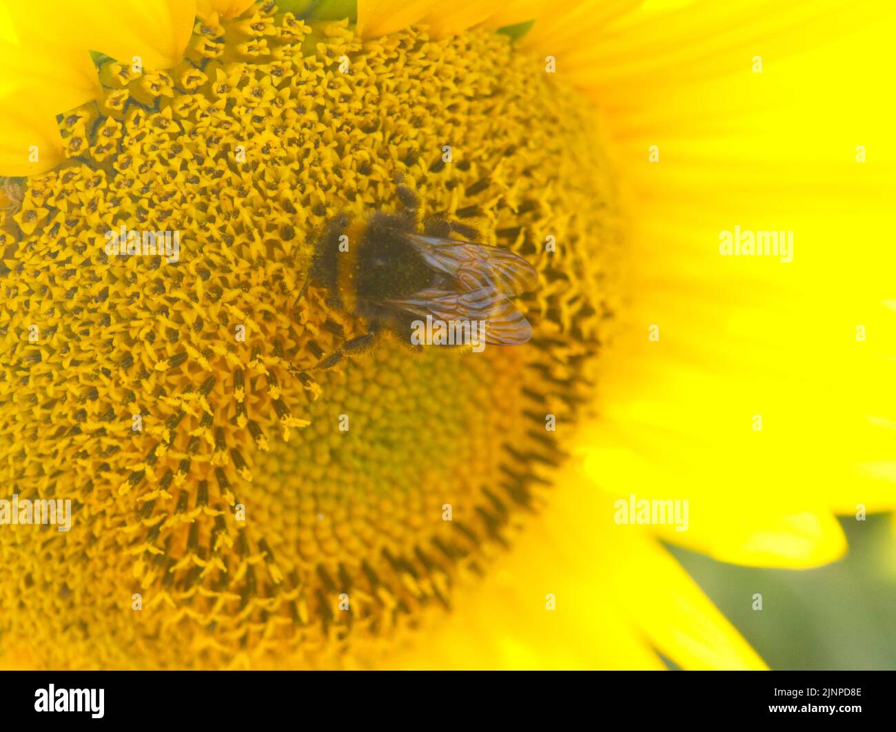 Tête de tournesol à bourdon août 2022 Banque D'Images